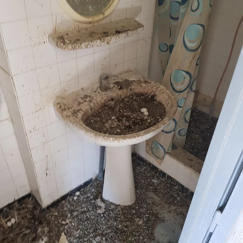 caca de pigeon dans appartement à marseille