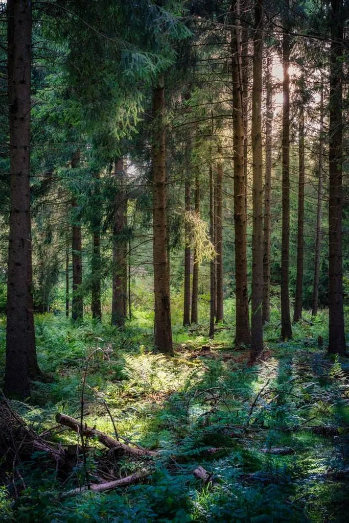 Entreprise d'élagage pour l'abattage d'arbres a Blanquefort 