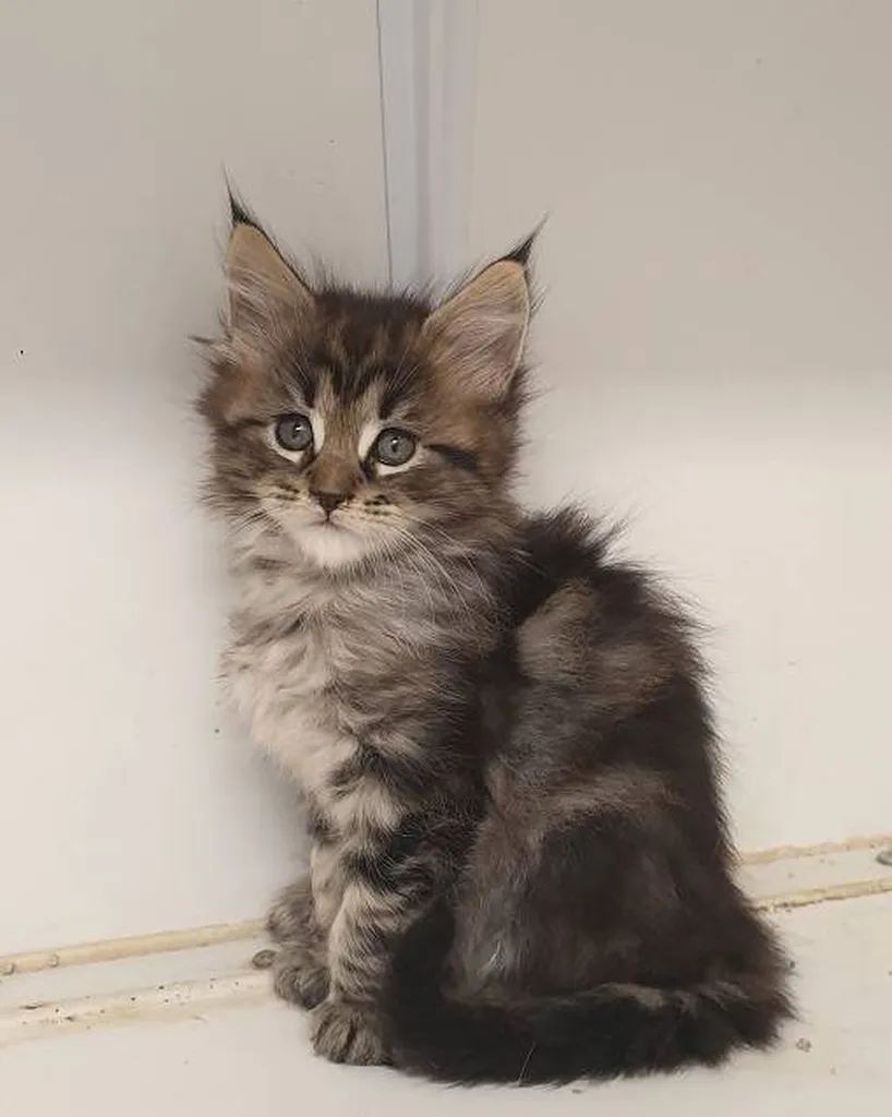 Vente de Chatons Maine Coon dans le Vaucluse
