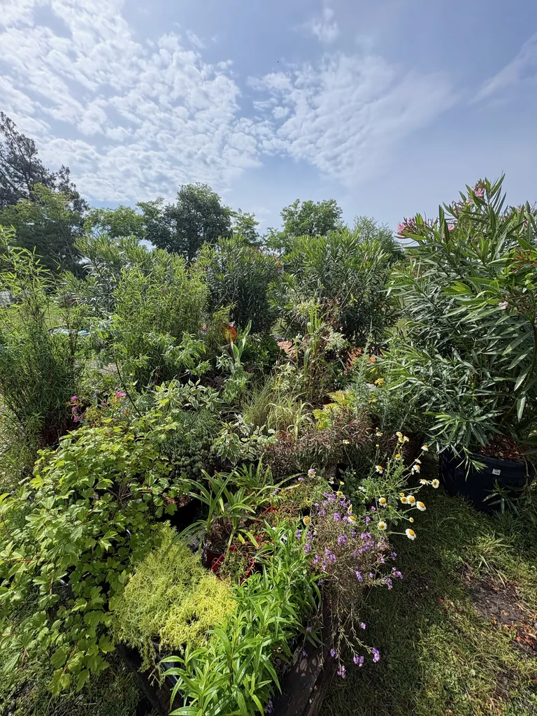 Marché aux plantes de Pissos : retrouvez Évolution Paysage le dimanche 24 mai de 8h30 à 17h pour vos projets de jardin durable