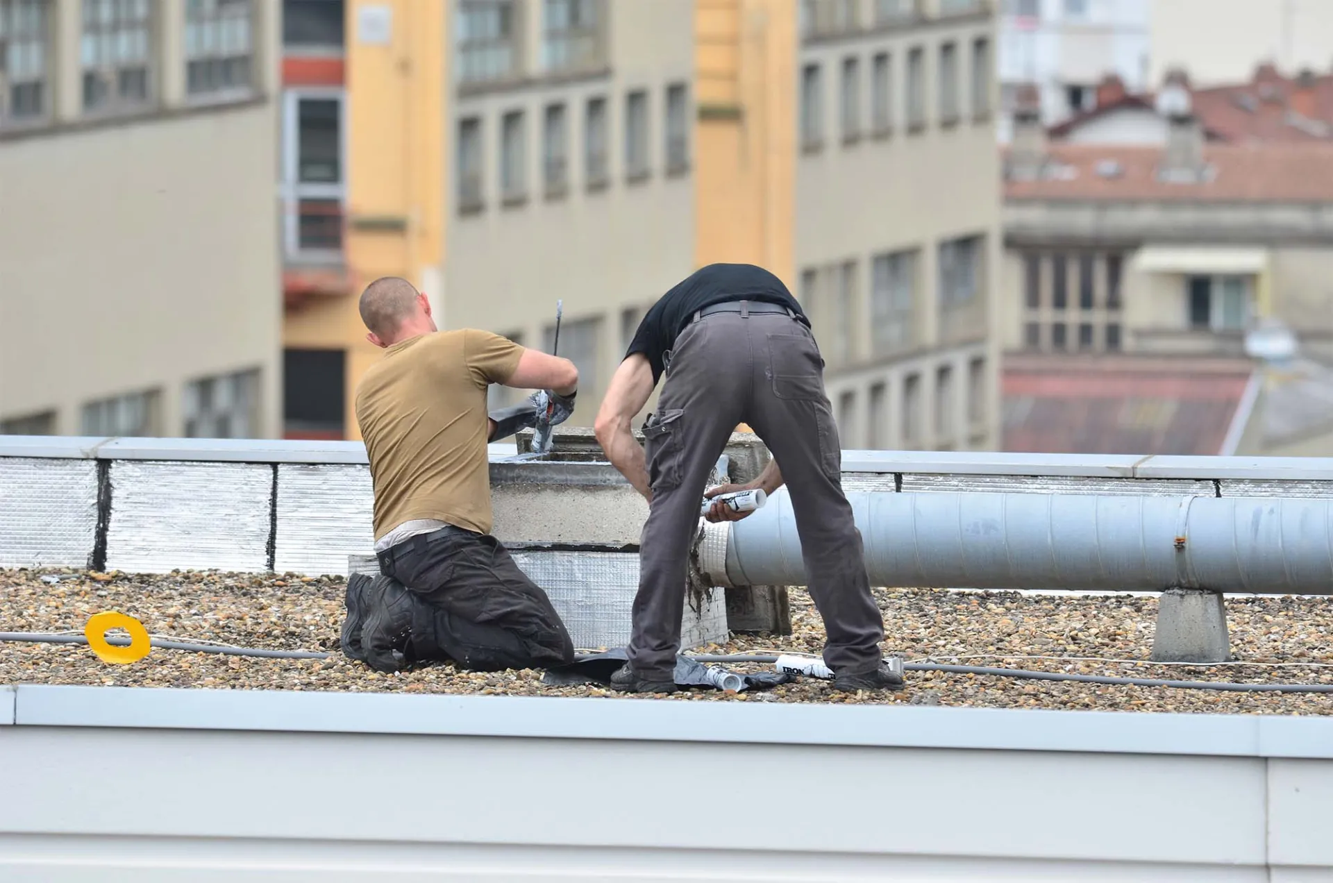 Access prévention : votre entreprise experte en lutte contre les nuisibles dans le secteur de Toulouse et Haute-Garonne