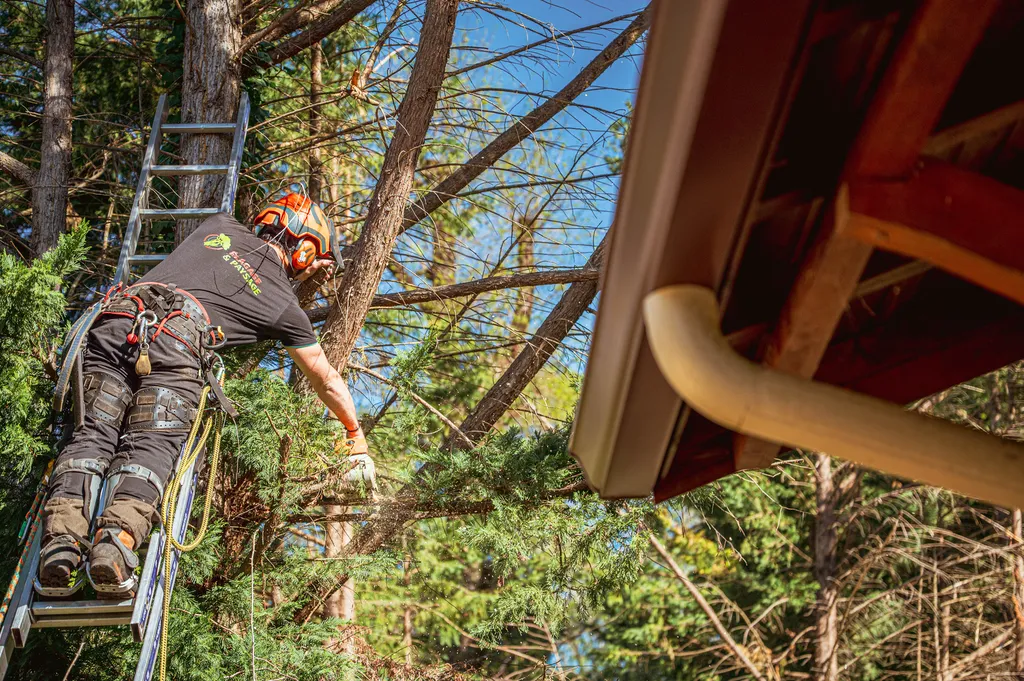 Elagage et Paysage, l'élagage réalisé par des professionnels