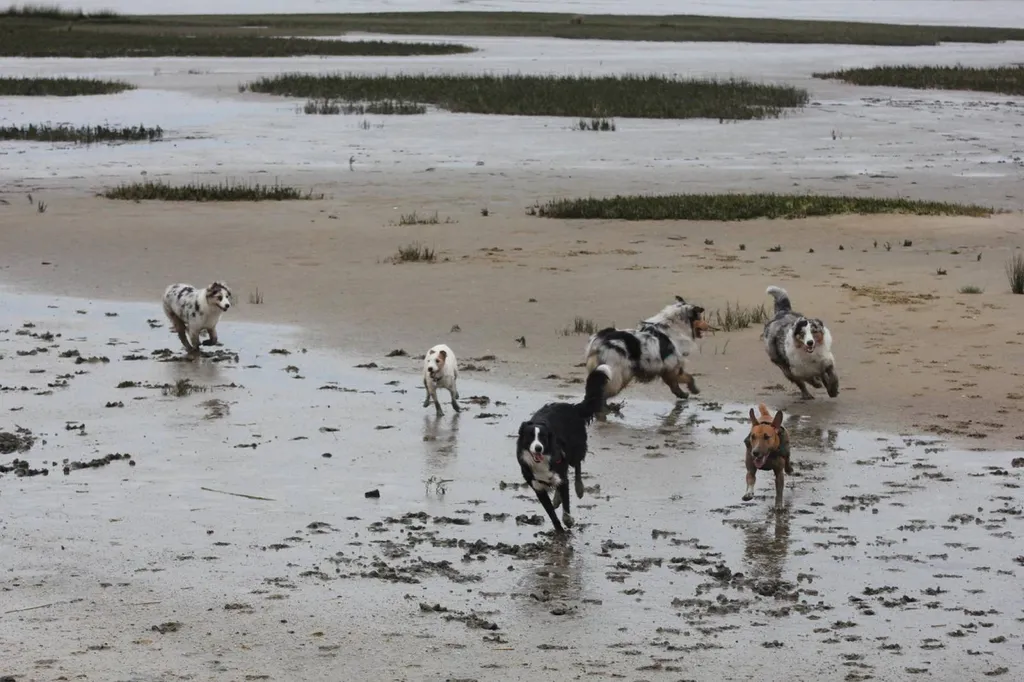 Formation au métier d’Éducateur Canin Comportementaliste autour de chez moi