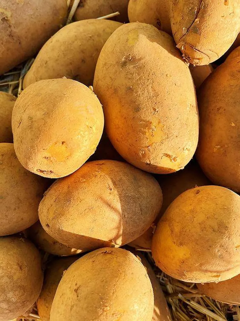Pommes Terre 10KG produites en Provence en livraison point relais à Marseille