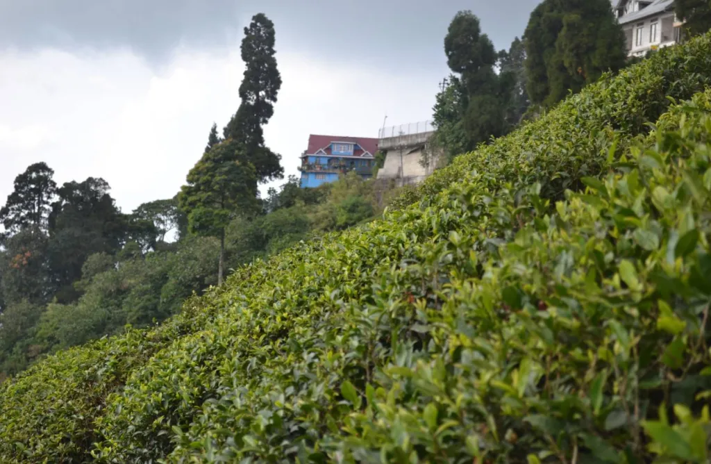 Nos prestations sur le secteur deLes Angles 30