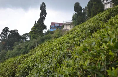 Débroussaillage de terrain en pente dans le Gard