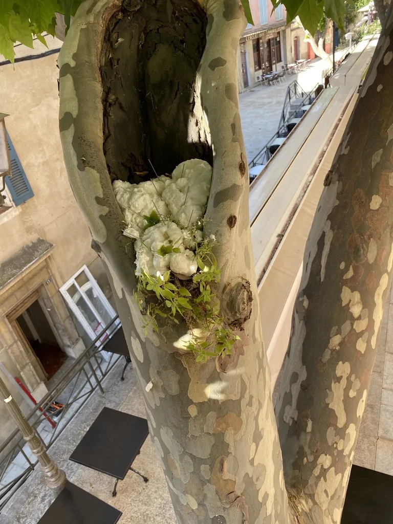 Mise en place de pic anti pigeon dans un platane de restaurant sur la commune de là cadiere d’´Azur proche de Toulon (83)