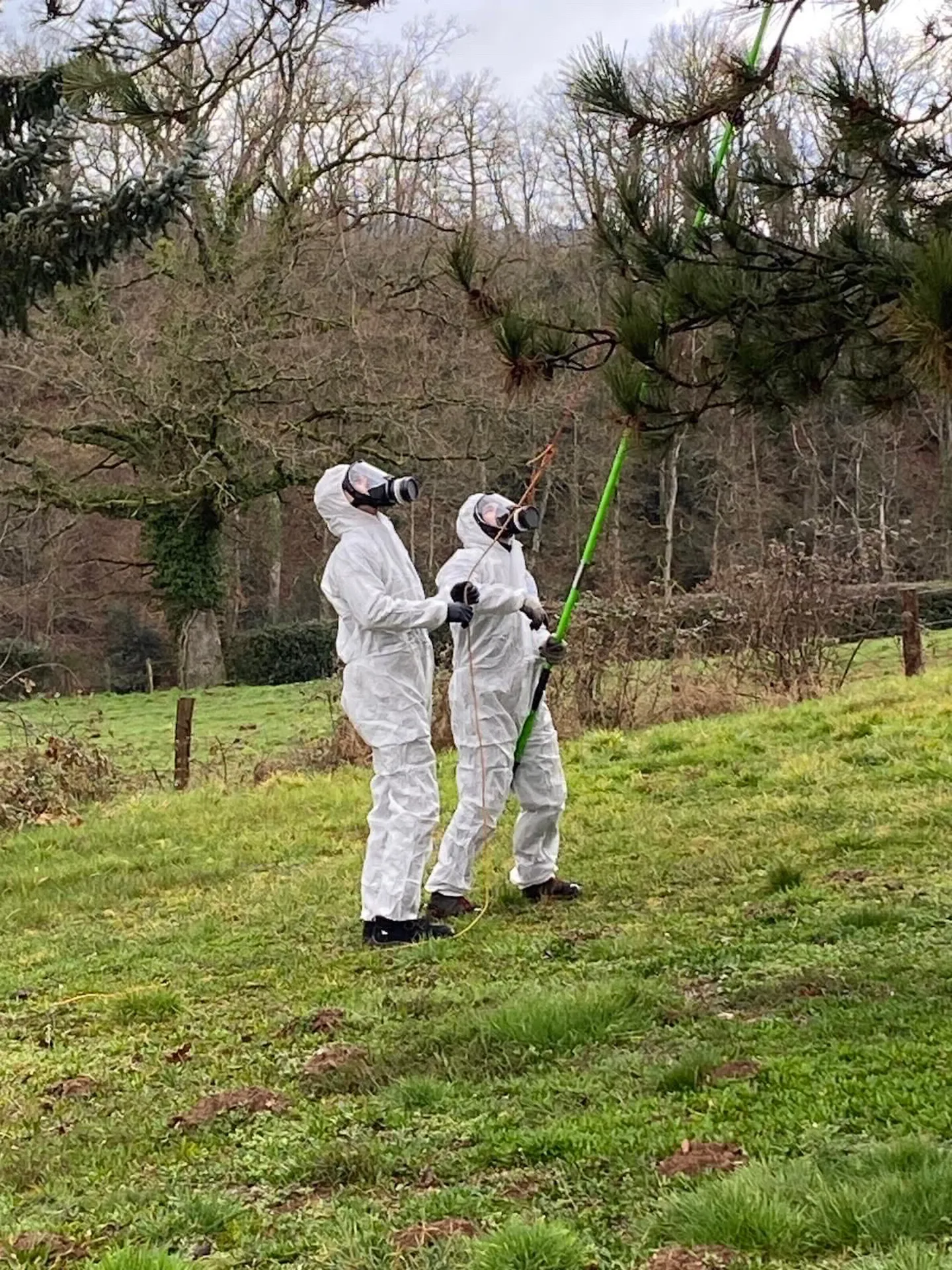 Lutte contre les chenilles processionnaires à Bron 69500