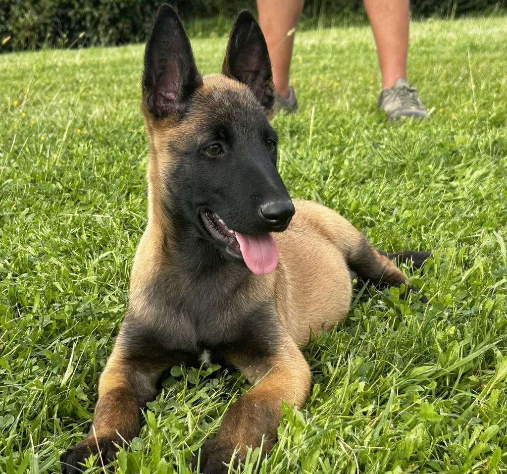 MALE MALINOIS