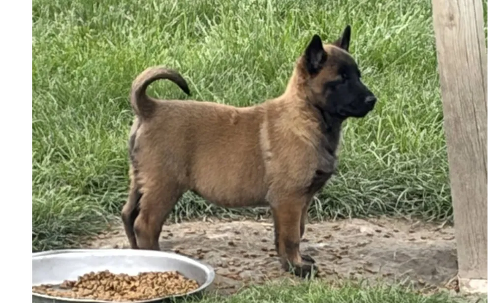 Chiots Berger Belge Malinois LOF à réserver – Portée VAMP x URGO – 5 femelles et 1 mâle disponibles