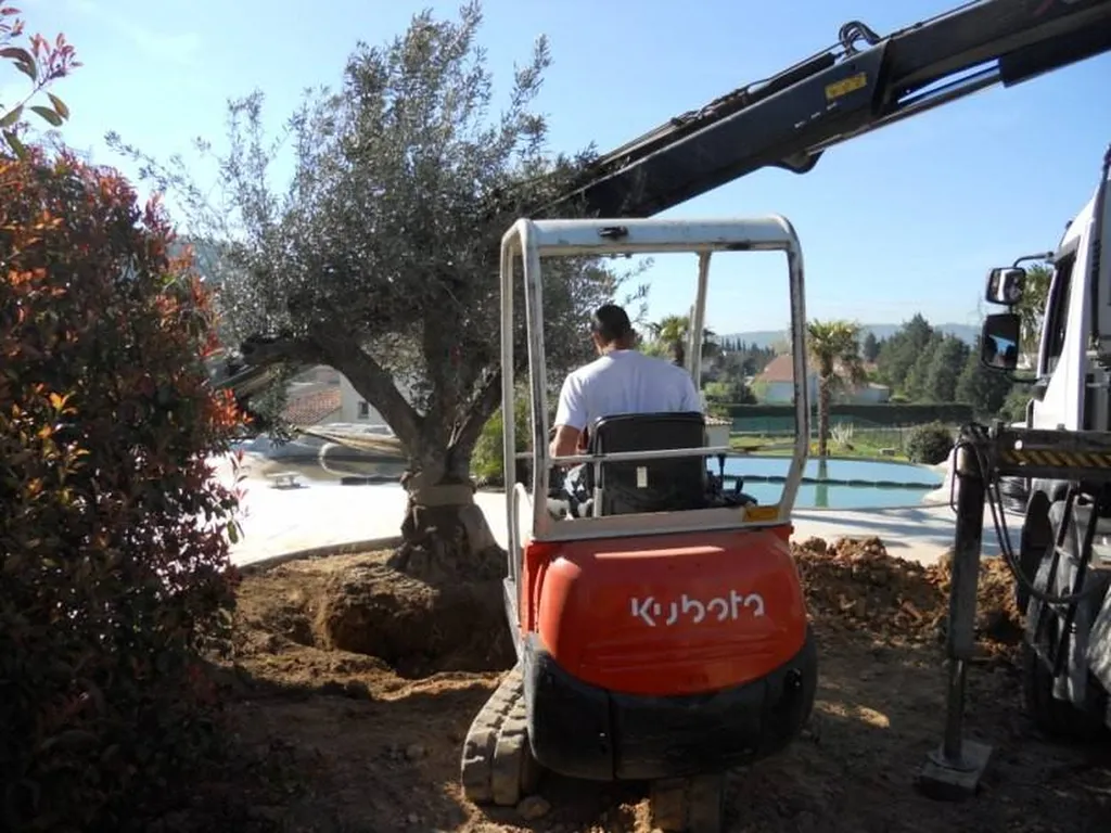 Plantation d'un Olivier par le paysagiste de Fuveau.