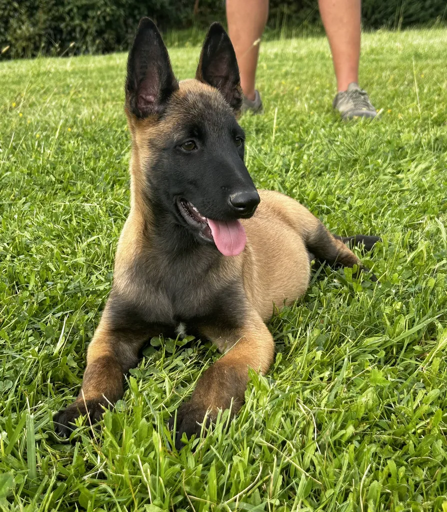 Chiot mâle malinois