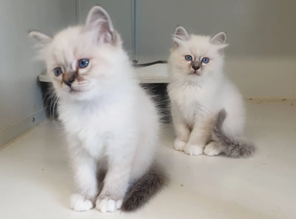Vente de chats de race SACRE DE BIRMANIE au LOOF à Avignon
