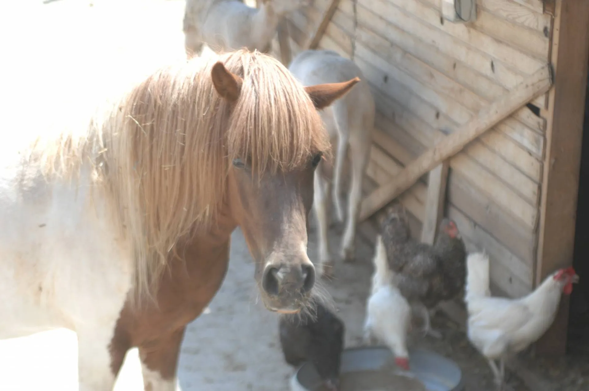 Princesse, animaux de Ma Ferme proche de Marseille