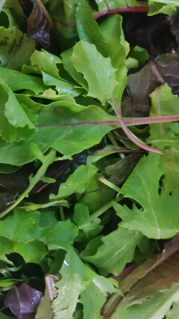 salade avec ou sans pizza sur Salon-de-provence 
