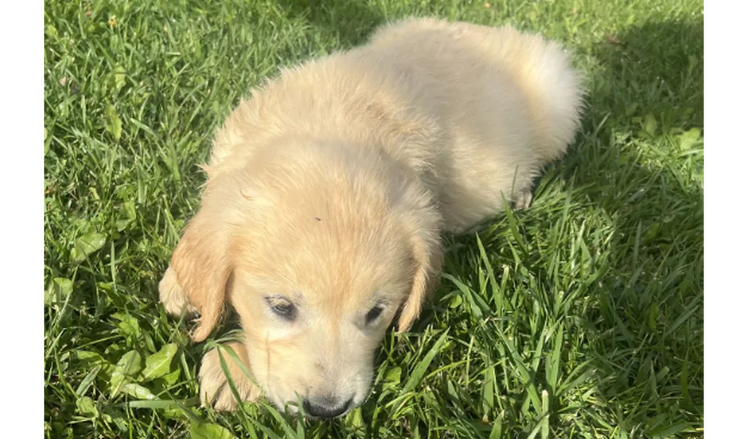 Chiots Golden Retriever LOF à réserver – naissance du 2 juin 2026 (Paca et Thao)