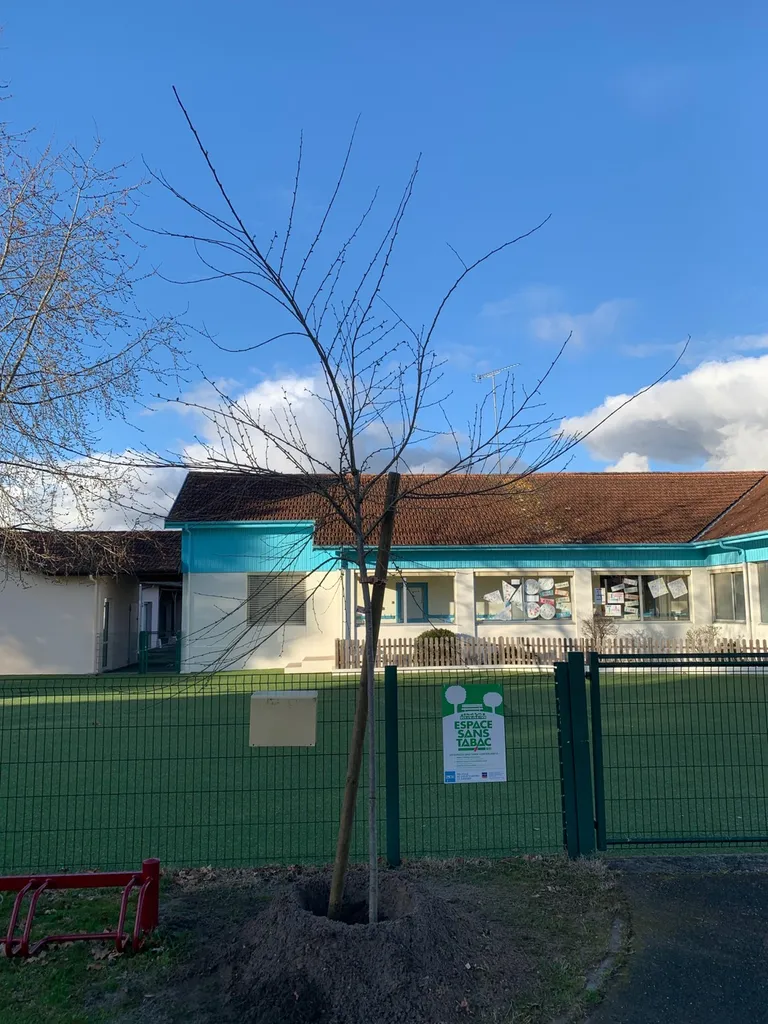 Plantation d'arbres à Ychoux par un paysagiste professionnel