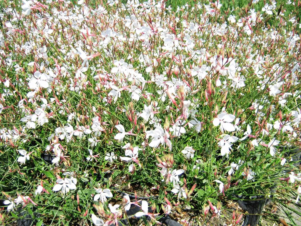 gaurablanche