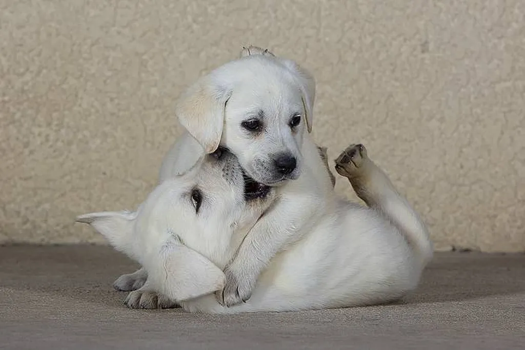 2 des femelles labrador s'amusent!