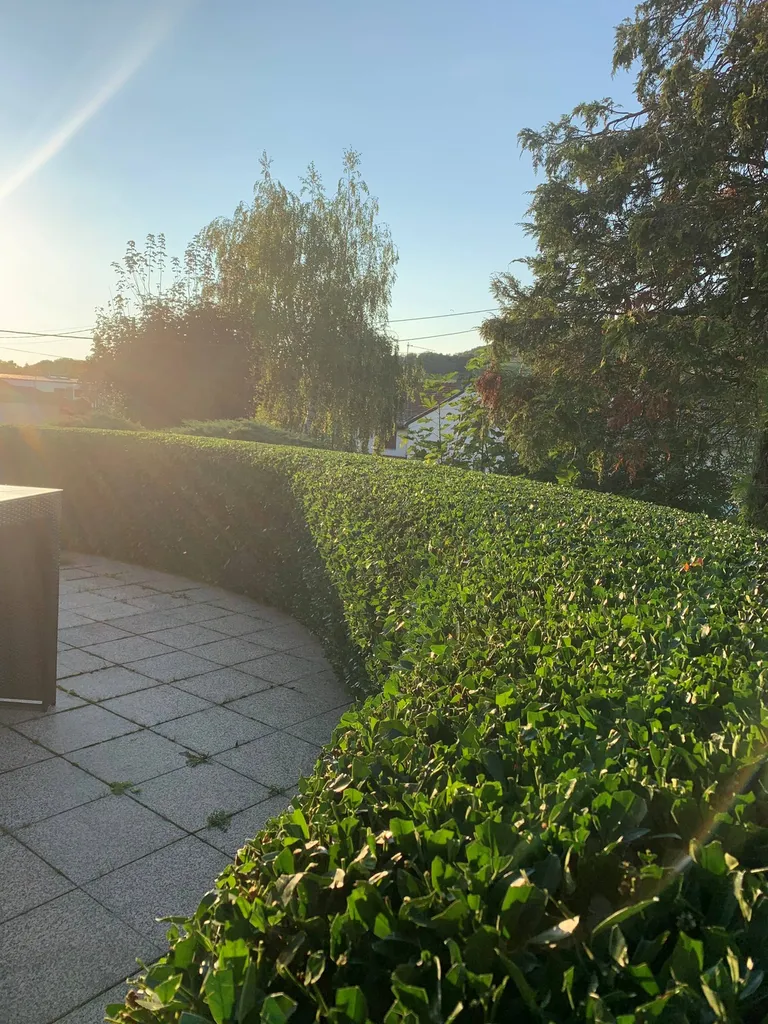 taille de haie et entretien par un jardinier