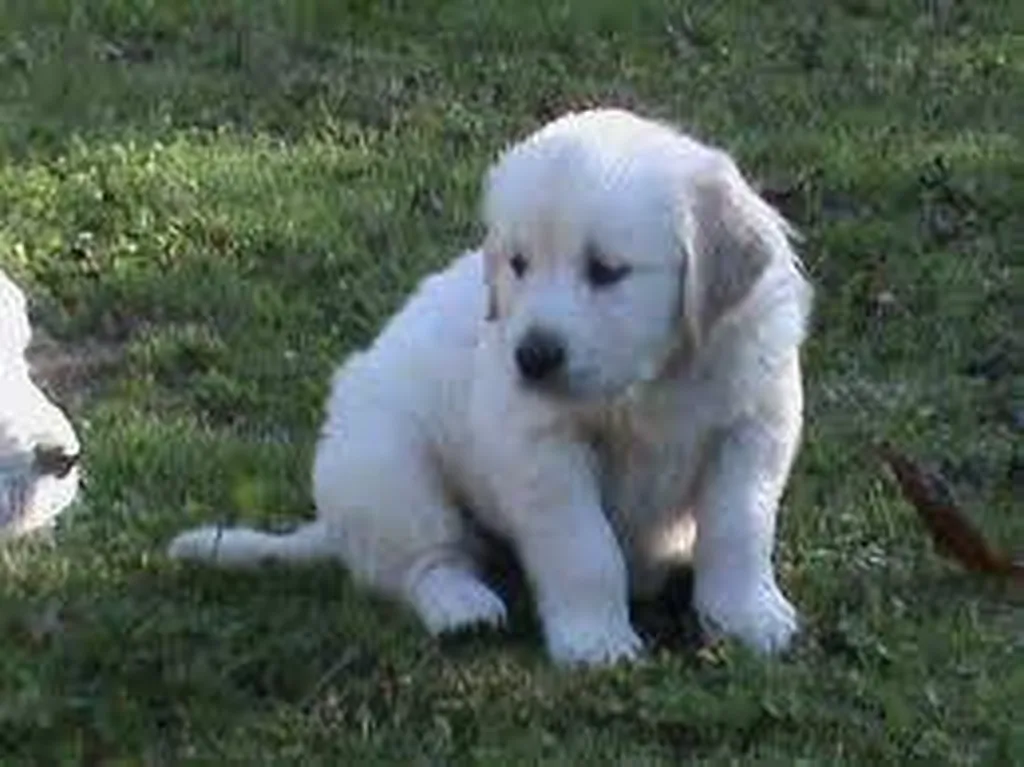 Chiots Golden au LOF à Avignon