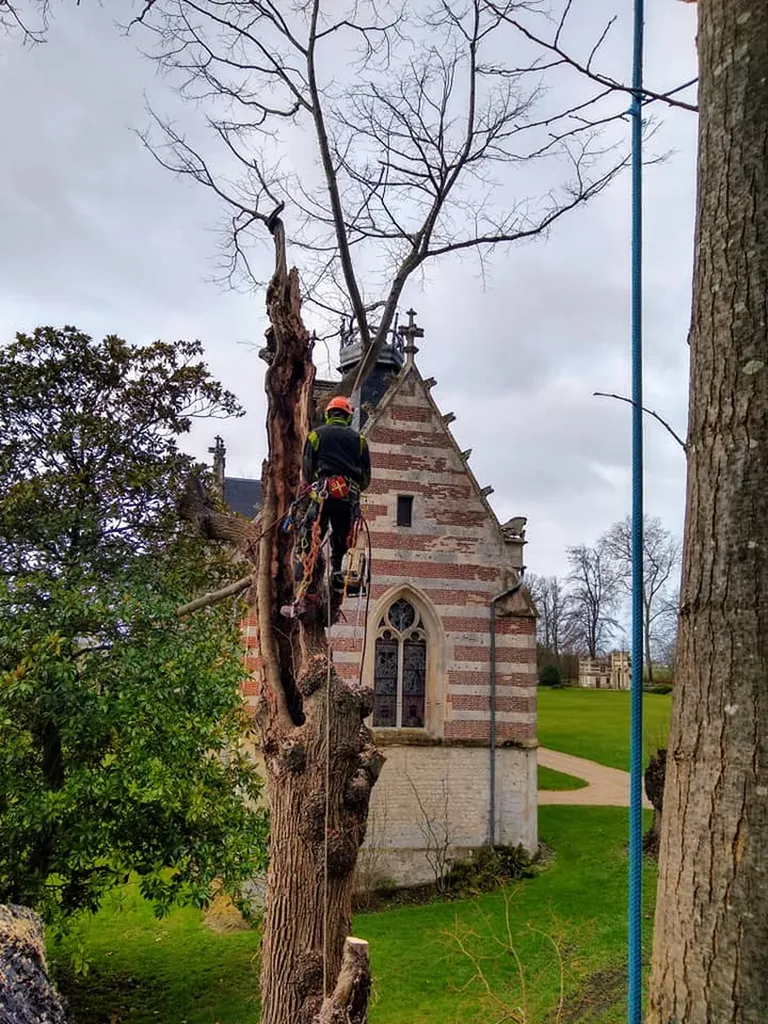 Élagage d’arbres centenaires au Château d’Ételan (76330)