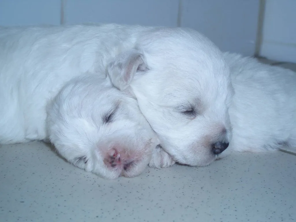Chiots bichon frisés de l'élevage du Palais des Papes