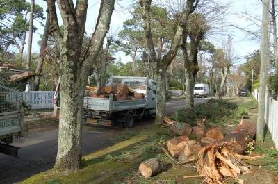 ELAGAGE DES ARBRES BASSIN D'ARCACHON