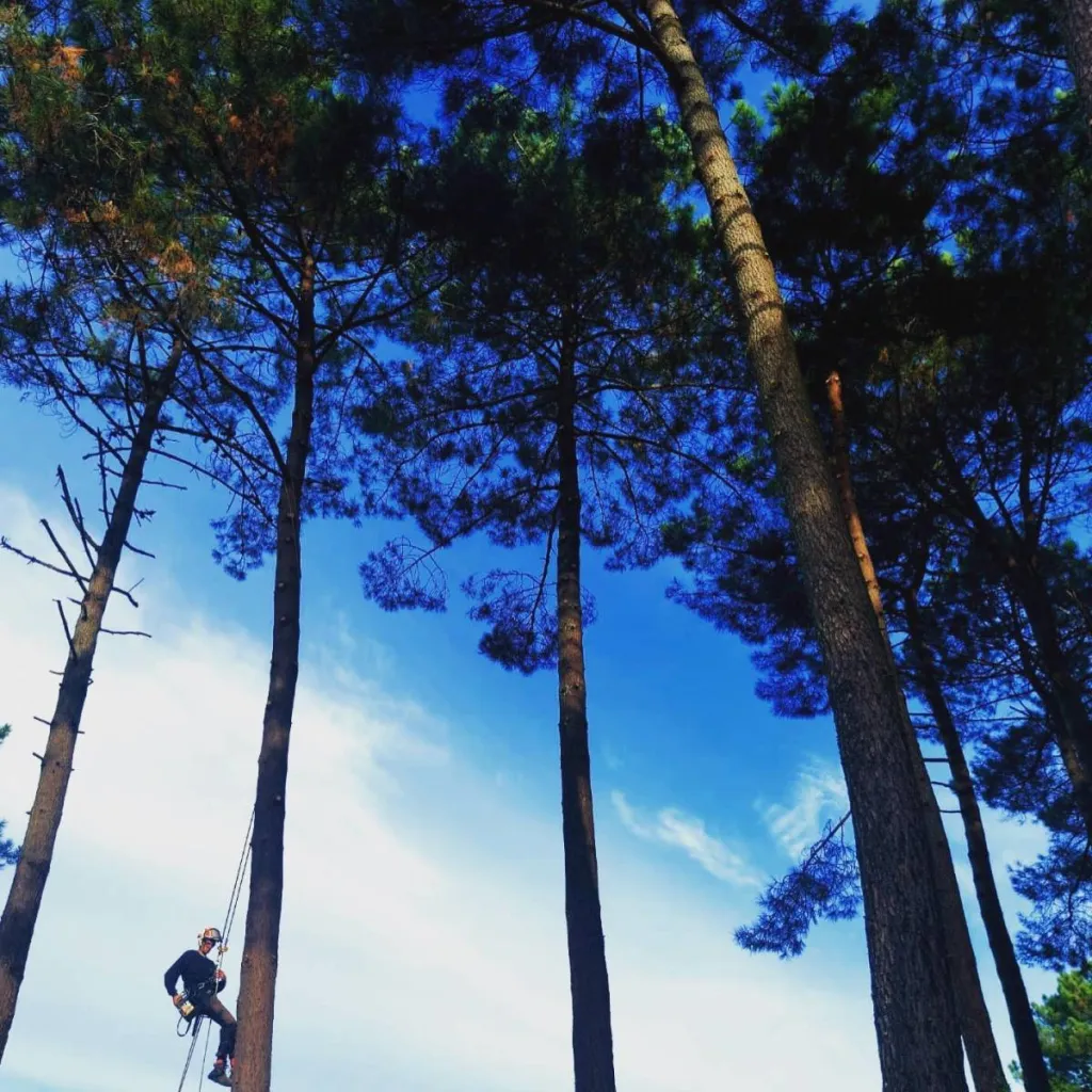 Arboriste grimpeur attaché à un pin maritime en Gironde