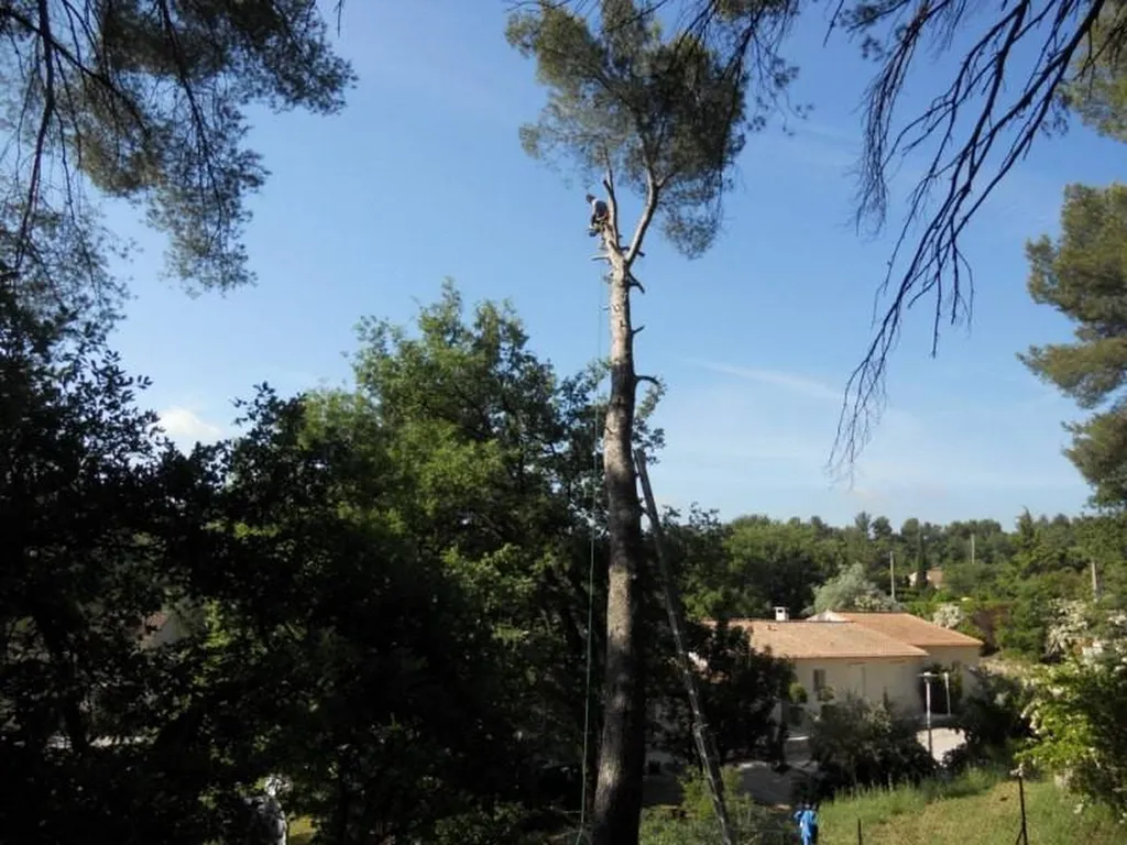 Abattage d'un Pin d'Alep Aix en Provence