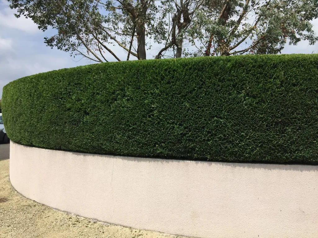 Taille de haie par un jardinier professionnel à sanguinet