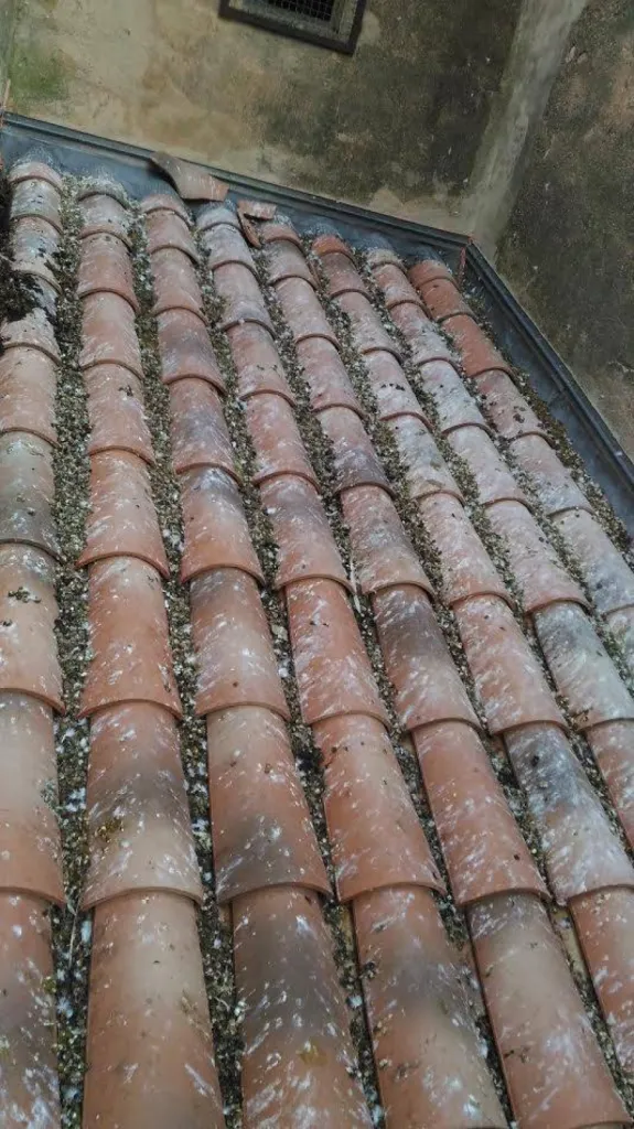 merde de pigeon sur toiture à marseille