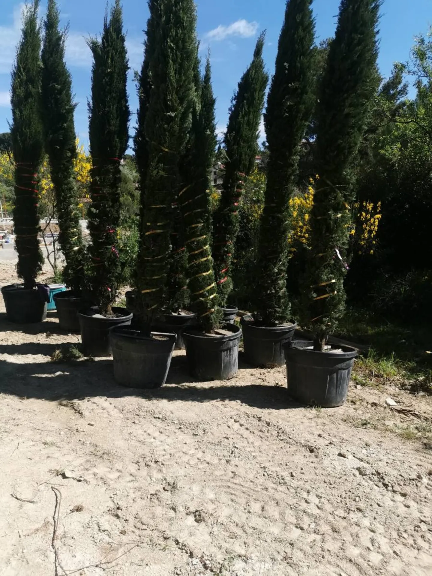 Paysagistes pour plantation de cypres Eguilles