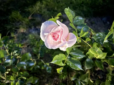 A louer, idéalement bien situé au coeur du centre ville à Saint-Germain-en-Laye, appartement 2 pièces avec une jolie verrière.