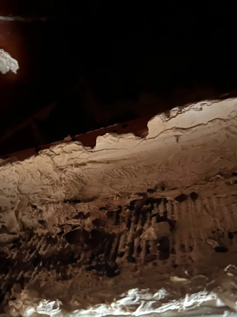 Traitement de dératisation suite à une infestation de rat dans les combles d’une villa de Saint Tropez dans le Var