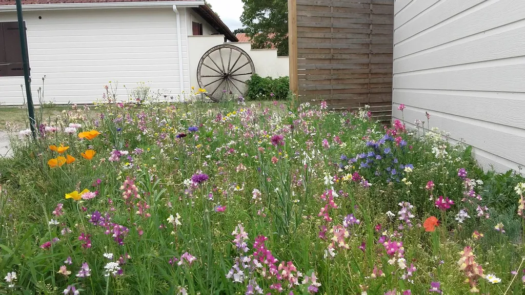 Création et entretien de prairie fleurie dans mon jardin situé dans les Landes par un jardinier professionnel