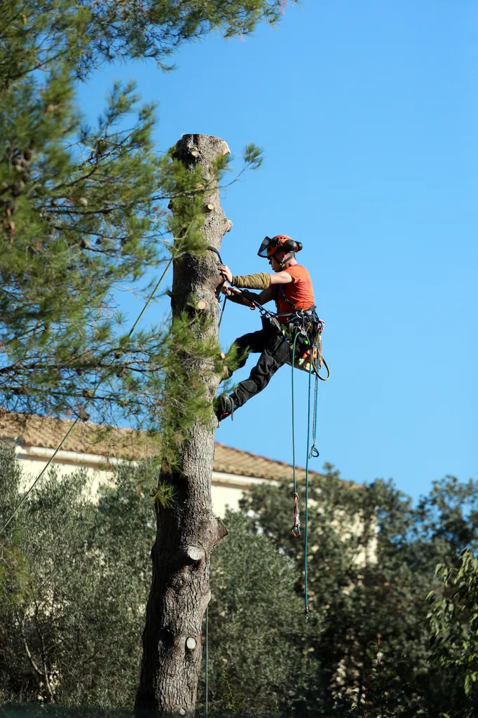 Abattage d'arbre par Elagage et Paysage