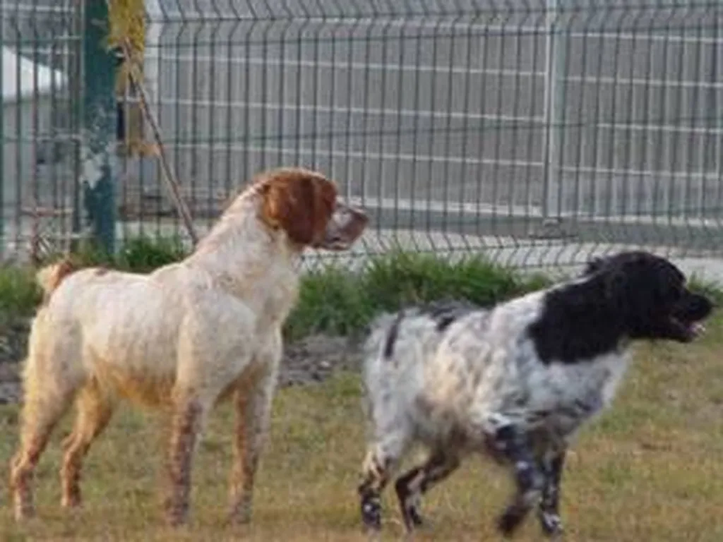 Chien de chasse à acheter dans l'élevage du Palais des Papes à Avignon