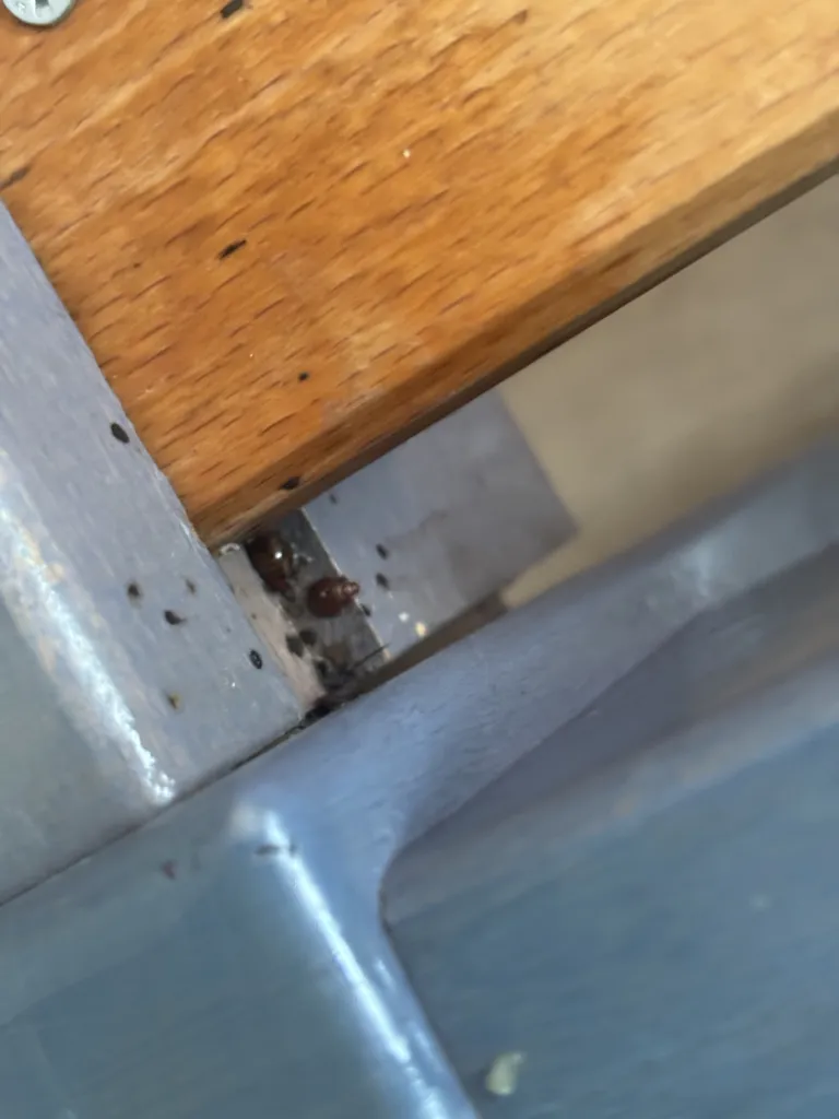 Traitement contre les punaises de lit à Villefranche