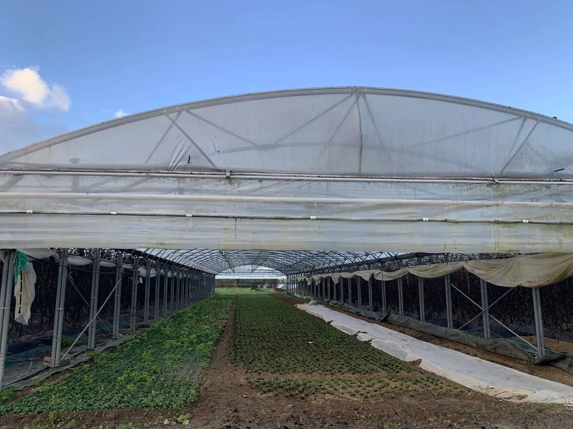 Région NORMANDIE (CALVADOS) : Entre LISIEUX et PONT L'EVEQUE : Exploitation agricole (maraîchage) sur 13 HA