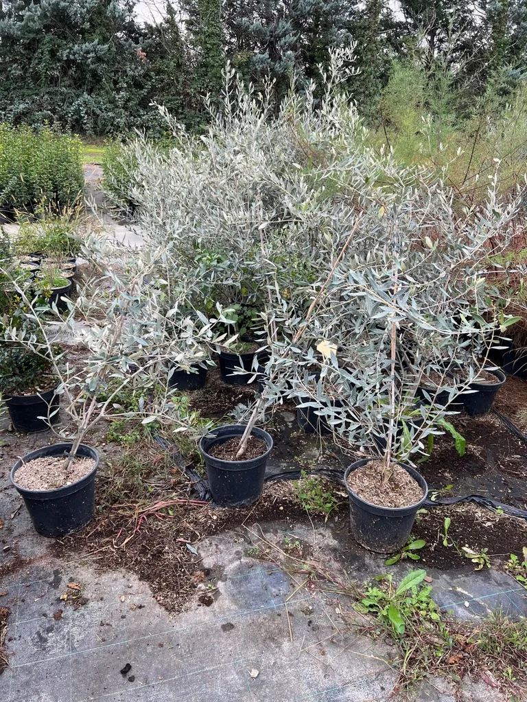 Petits et gros oliviers en variétés de Provence  près de Nîmes à côté d’Avignon