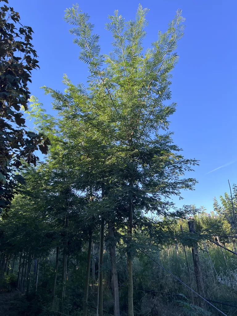 achat d'un arbre qui pousse vite près d'Arles à Saint Etienne du Grès