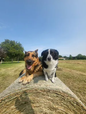 berger allemand et coupé berger aquitaine