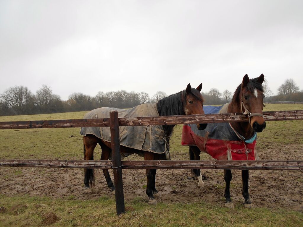ACHETER PROPRIETE EQUESTRE PROCHE DE PONT L'EVEQUE, CALVADOS 14