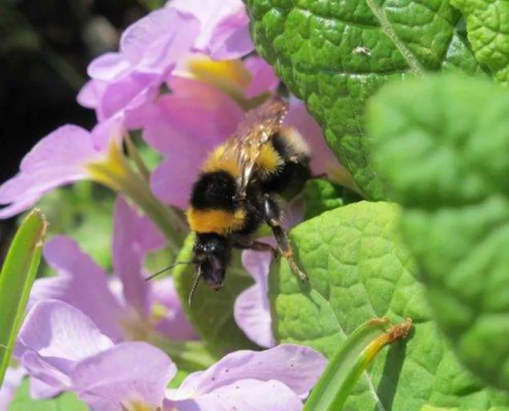 Création de jardin écologique dans une propriété de l'Eure