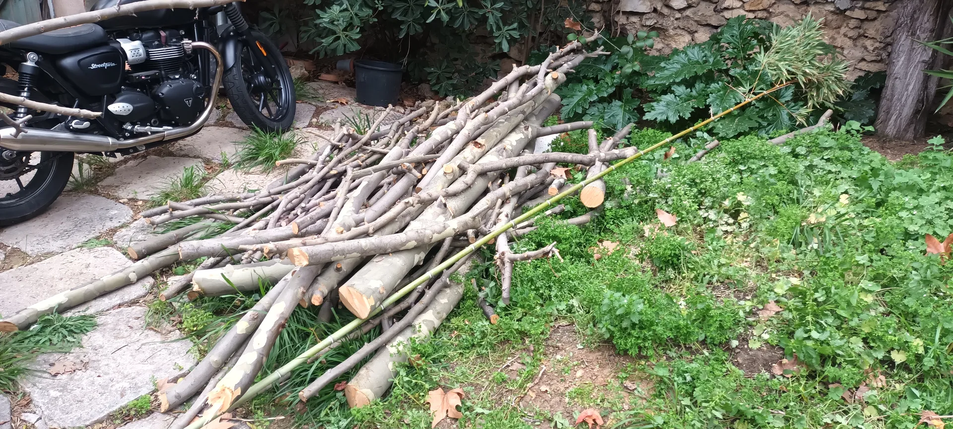 Élagage d'un gros platane au cabot 9ème à Marseille. 