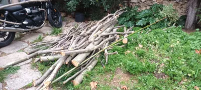 Élagage d'un gros platane au cabot 9ème à Marseille. 