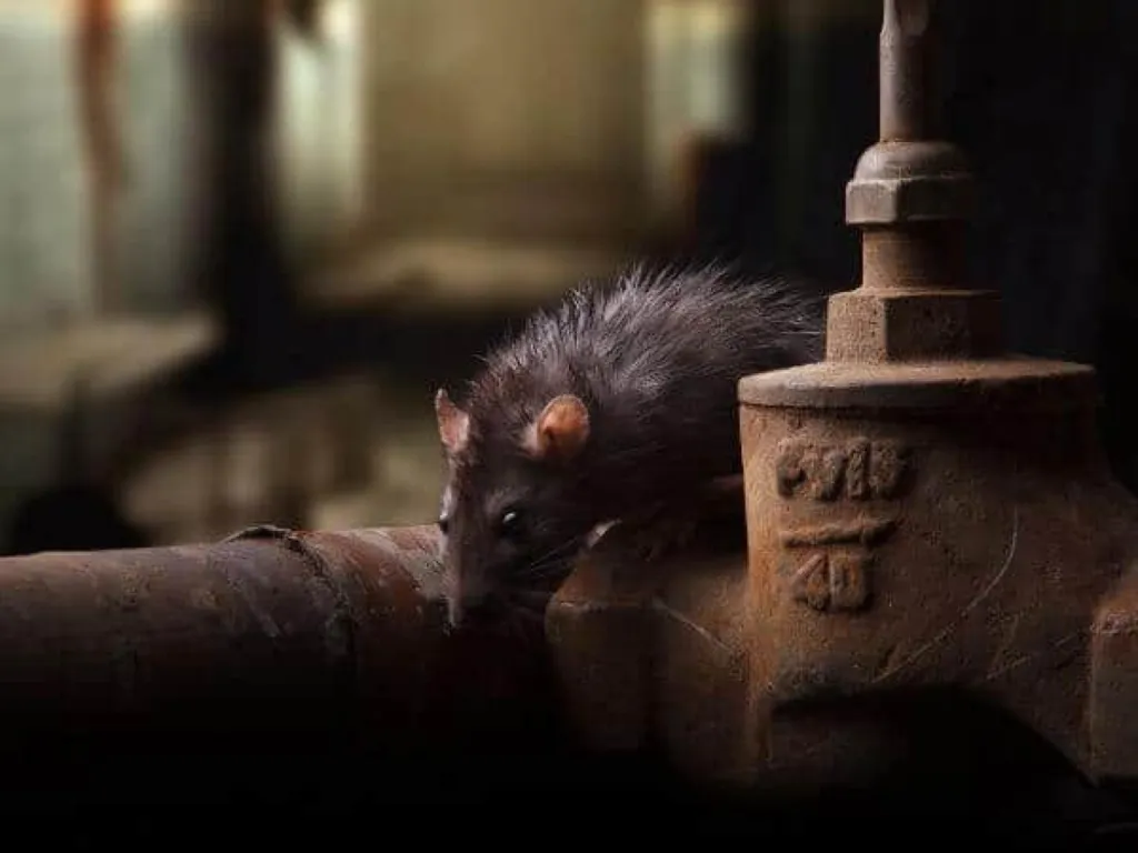 La dératisation : combien de temps faut-il pour éradiquer ces rongeurs ?