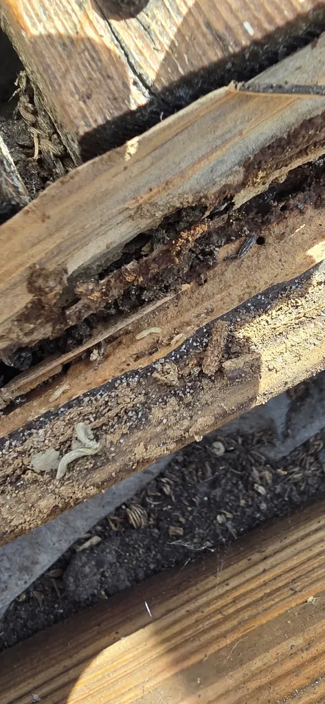 Présence de termites actifs dans une villa à Gradignan
