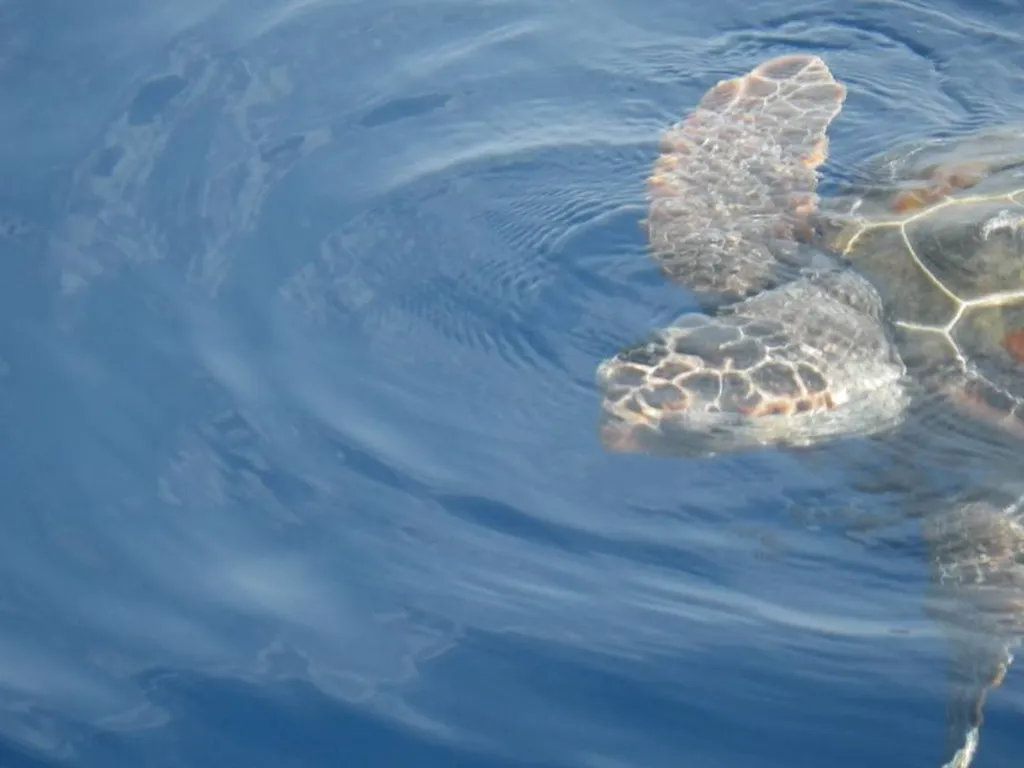 rencontre avec une tortue.